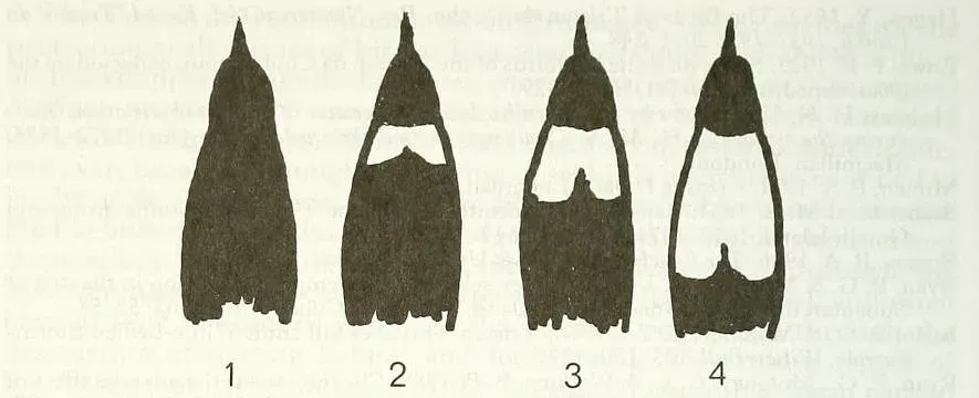 File:Differences - Malimbus cassini and ibadanensis.JPG