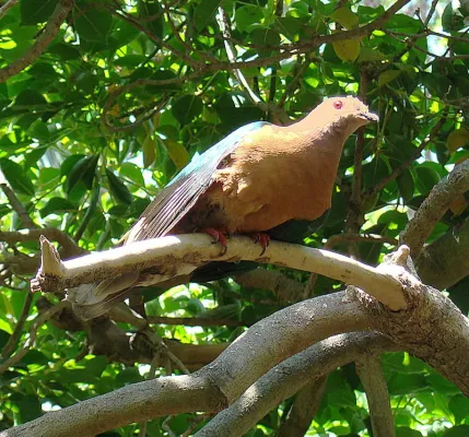 File:Ducula rufigaster (13004531413).jpg