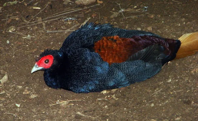 File:Lophura erythrophthalma (12737744943).jpg