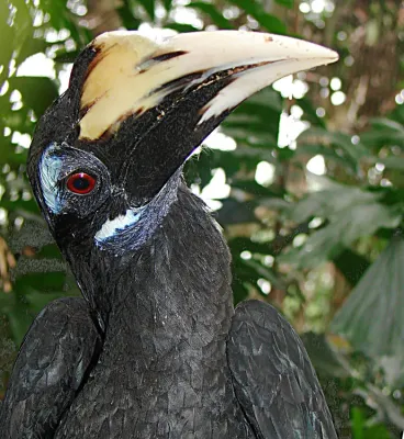 File:Anorrhinus galeritus (12737603485).jpg