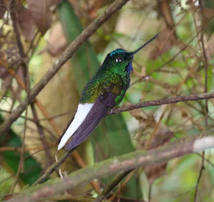 File:Coeligena phalerata, male (12711468004).jpg