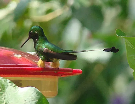 File:Ocreatus peruanus, Wildsumaco Lodge, Ecuador (12711458484).jpg