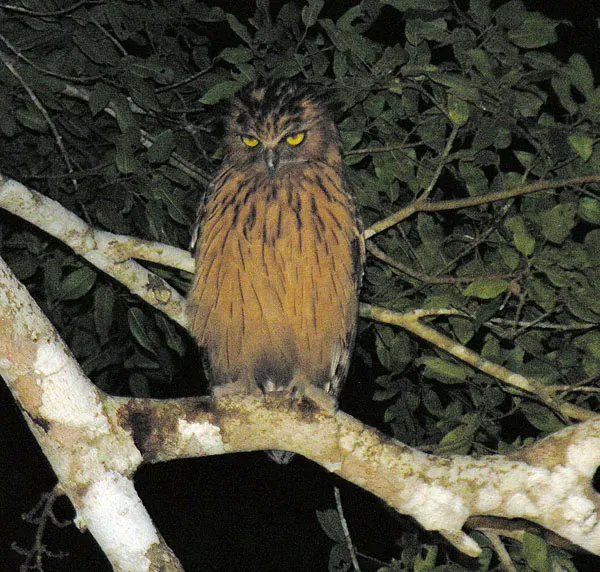 File:Ketupa ketupu, the Buffy Fish Owl (12645273054).jpg