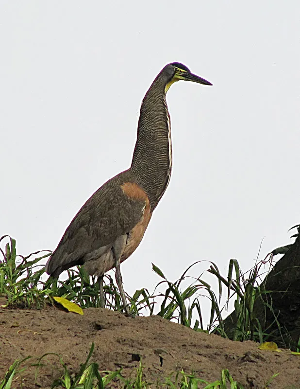File:Tigrisoma fasciatum, the Fasciated Tiger-heron (9012928536).jpg