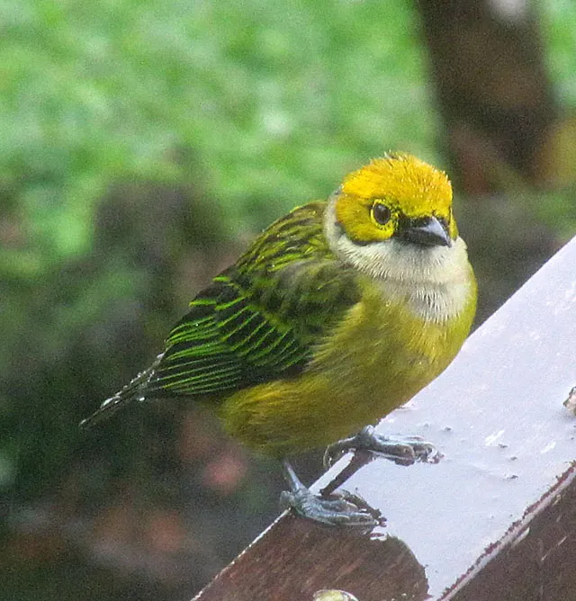 File:Tangara icterocephala, the Silver-throated Tanager (8991744107).jpg
