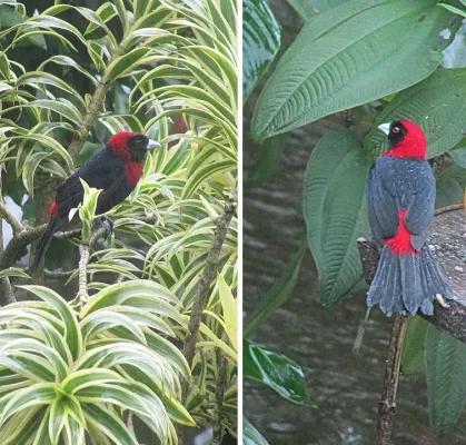 File:Ramphocelus sanguinolentus, Crimson-collared Tanagers. (8991101429).jpg