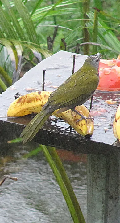 File:Eucometis penicillata, the Grey-headed Tanager (8991103045).jpg