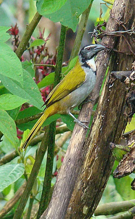 File:Saltator atriceps, the Black-headed Saltator (8988271638).jpg