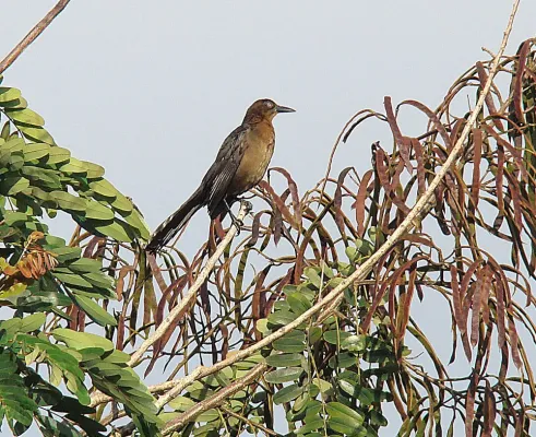 File:Quiscalus nicaraguensis, a Nicaraguan Grackle. (8987850926).jpg