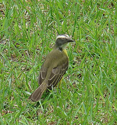 File:Philohydor lictor, the Lesser Kiskadee (8986651091).jpg