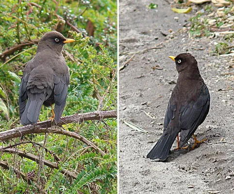 File:Turdus nigrescens, the Sooty Thrush or Robin. (8987849792).jpg