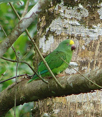 File:Amazona ochrocephala (8750012239).jpg