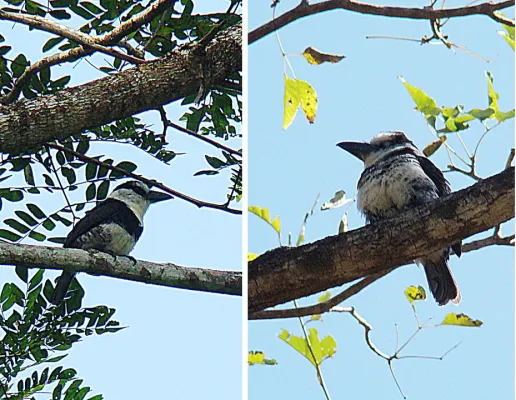 File:Notharchus hyperrhynchus (8734464176).jpg
