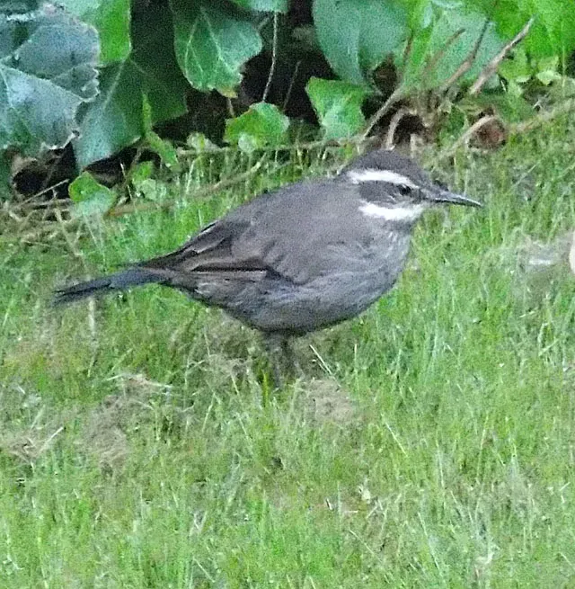 File:Cinclodes oustaleti (8563209383).jpg