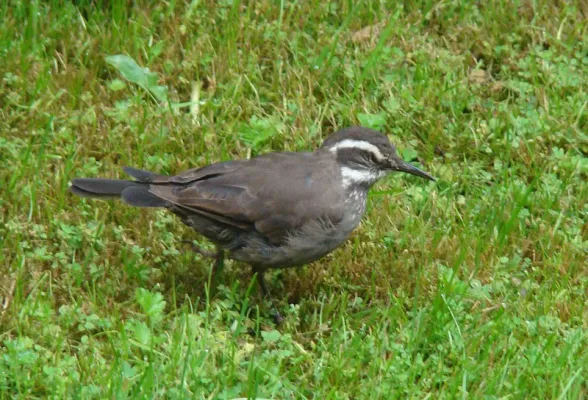 File:Cinclodes patagonicus (8564312760).jpg