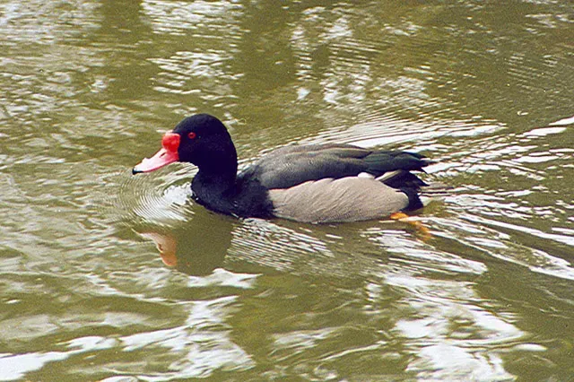 File:Netta peposaca (8396070932).jpg
