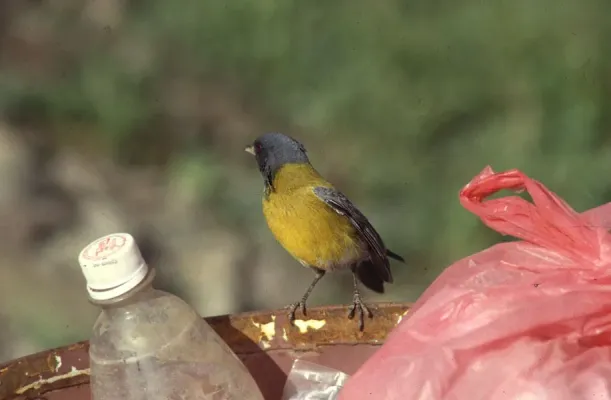 File:Phrygilus atriceps (8394556766).jpg