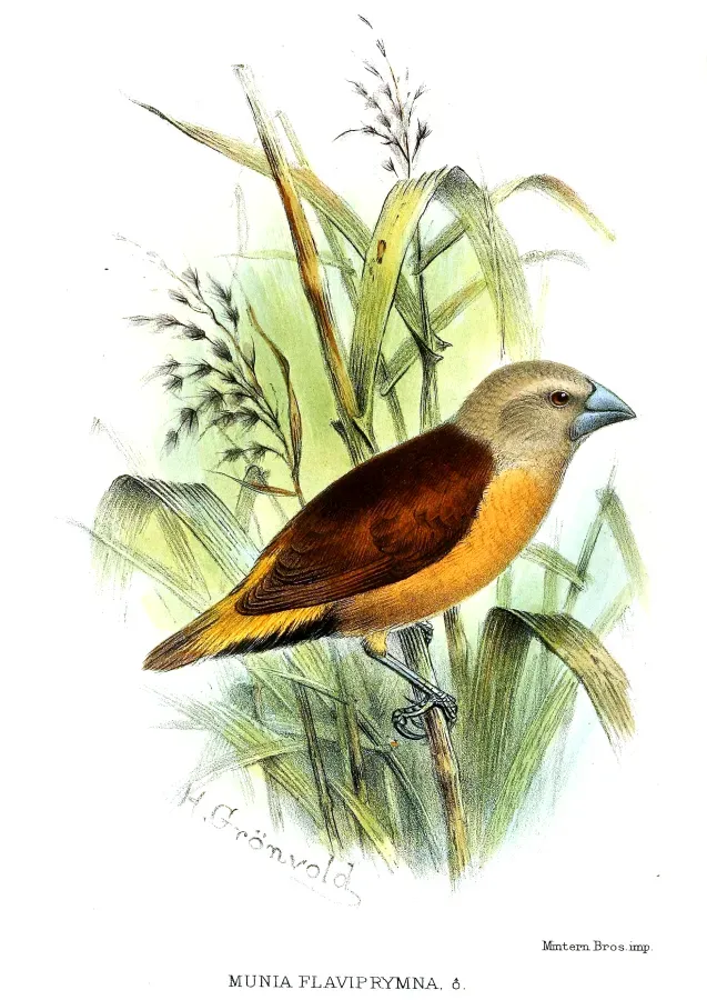 File:Lonchura flaviprymna Gronvold.jpg