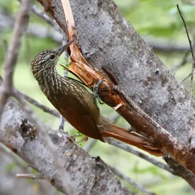 File:Dendroplex picus - Straight-billed Woodcreeper.JPG