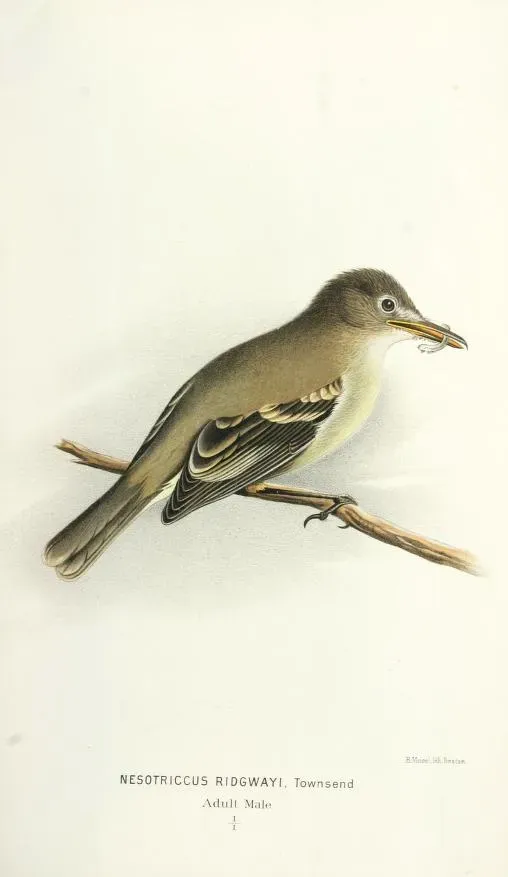 File:Nesotriccus ridgwayi - Cocos Flycatcher.jpg
