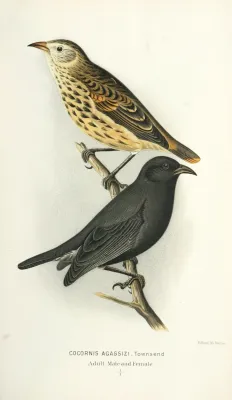 File:Cocornis agassizi = Pinaroloxias inornata, cocos finch.jpg