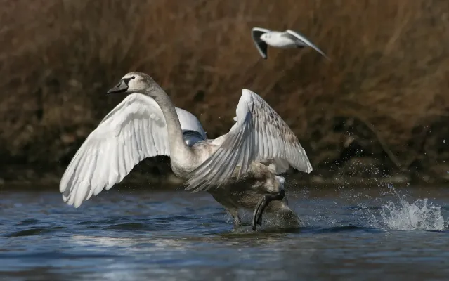 File:Höckerschwan Cygnus olor 7b Richard Bartz.jpg