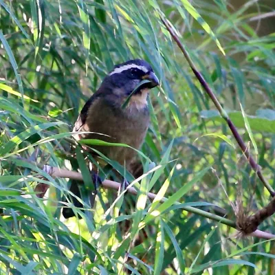 File:Saltator maxillosus - Thick-billed Saltator.jpg