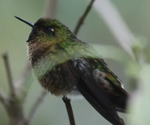 File:Metallura tyrianthina.jpg