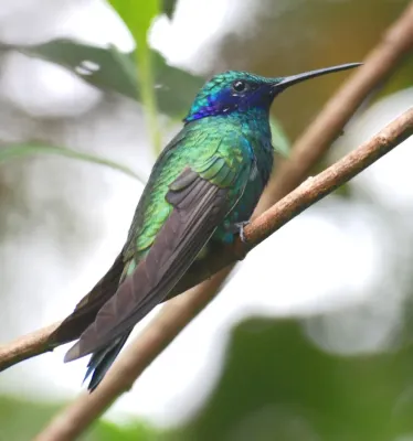 File:Colibri coruscans.jpg