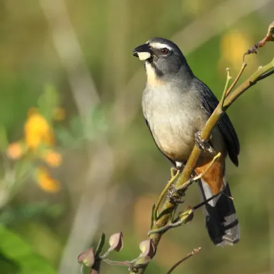 File:Saltator coerulescens - Greyish Saltator.JPG