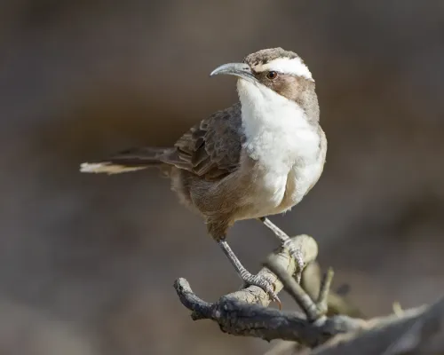 File:Pomatostomus superciliosus - Chiltern.jpg