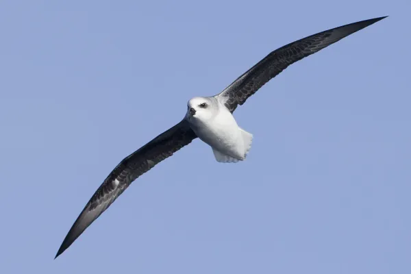 File:Pterodroma lessonii in flight 2 - SE Tasmania.jpg