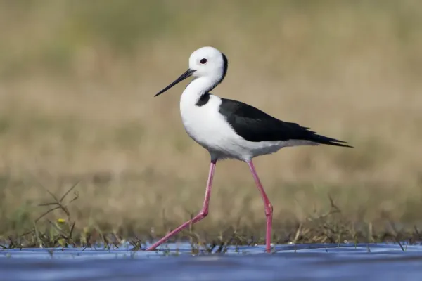 File:Himantopus leucocephalus - Hexham.jpg