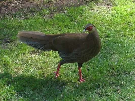 File:Lophura nycthemera 03 female.jpg