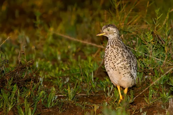 File:Pedionomus torquatus, NSW 1.jpg