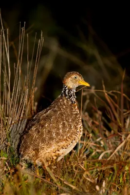 File:Pedionomus torquatus, NSW 2.jpg