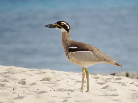 File:Esacus magnirostris - Beach stone-curlew Qld.jpg