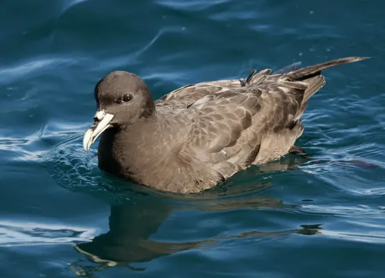 File:Procellaria aequinoctialis off Kaikoura.jpg