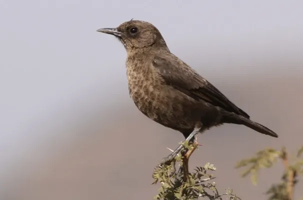 File:Ant-eating Chat (or Southern Anteater-chat), Myrmecocichla formicivora.jpg