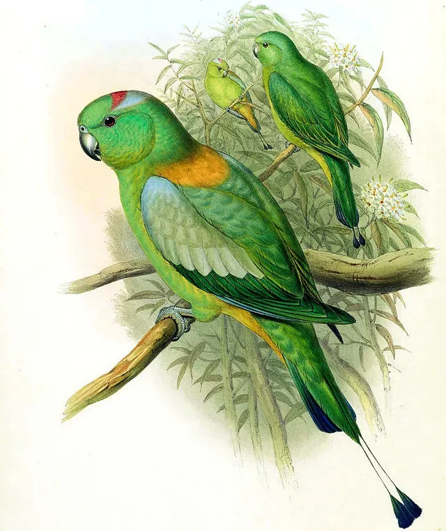 File:Prioniturus platurus DYK.jpg