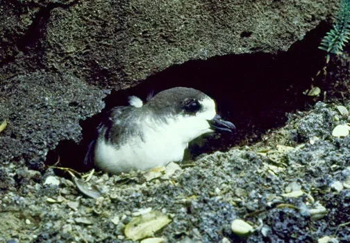 File:Hawaiian Petrel Pterodroma sandwichensis.jpg