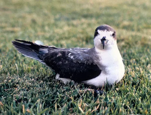 File:Hawaiian Petrel Pterodroma sandwichensis on lawn.jpg