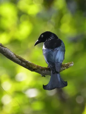 File:Dicrurus hottentottus leucops.JPG