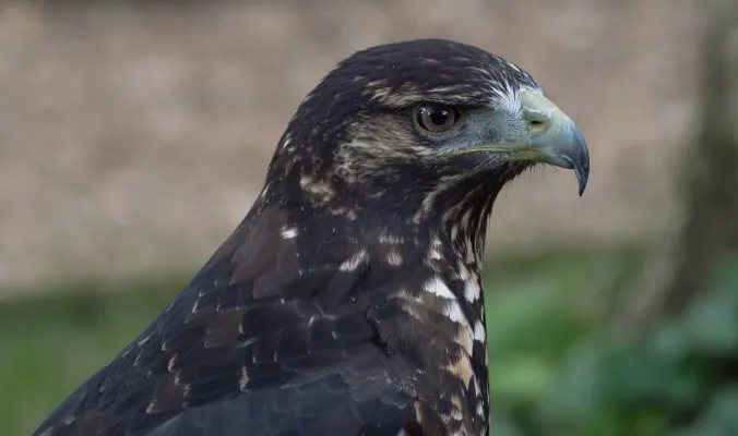 File:Geranoaetus melanoleucus, Hawk Conservancy.jpg
