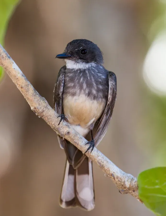 File:Northern Fantail (Rhipidura rufiventris).02.jpg