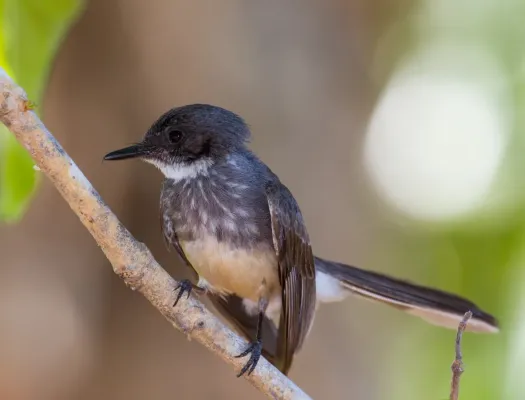 File:Northern Fantail (Rhipidura rufiventris).03.jpg