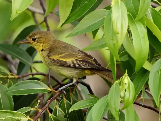 File:Hemithraupis flavicollis - Yellow-backed Tanager (female).JPG