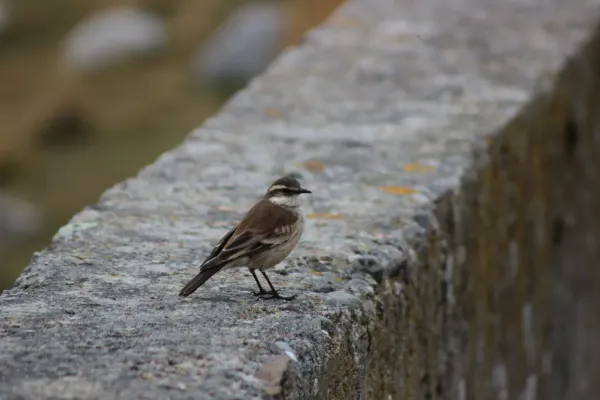 File:Cinclodes albiventris.JPG