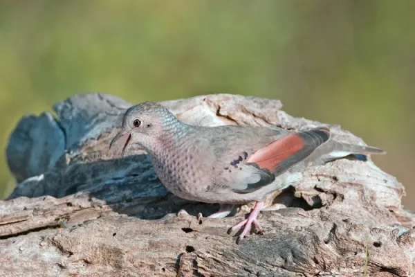 File:Columbina passerina.jpg