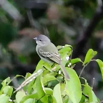 File:Zimmerius acer - Guianan Tyrannulet.JPG